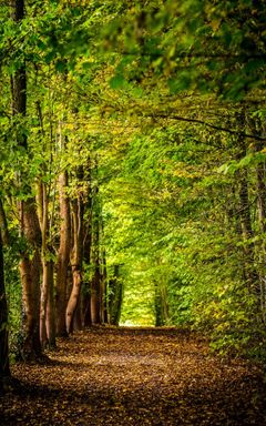 East End Cycling Community - Epping Forest Ride 🌳 cover