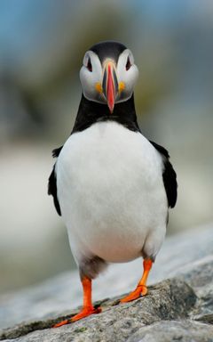 Birdwatching in Warsaw/Poland and other countries