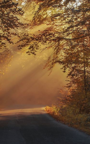 1 image in gallery