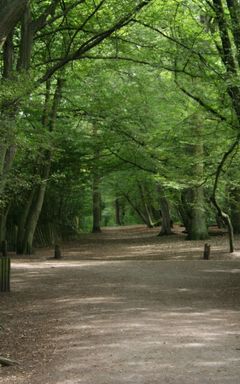 Highgate wood walk, N6 cover