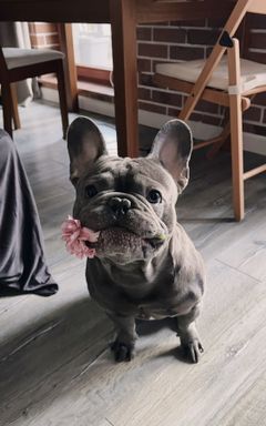 Frenchie owners - Власники французів Варшава cover