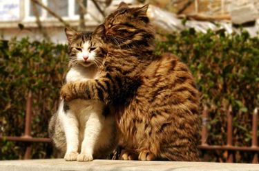 3 image in gallery