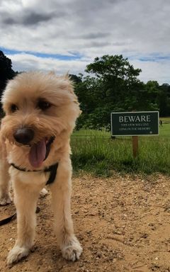 Dog Walks at Primrose Hill or Hampstead Heath cover