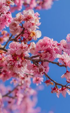 Blossom Trees Blooming Photoshot cover