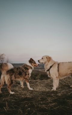 Dog meet-ups in Greenwich park cover