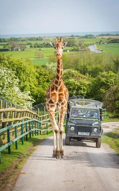 Dream safari only 1,5 hours drive from LONDON cover