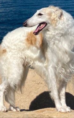 Borzoi