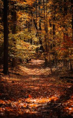 Somatics & Strolls: Stress and Anxiety Relief