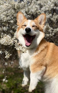 Dog walking cover