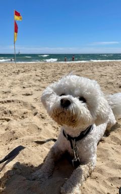 Doggy beach day @ Camber Sands cover