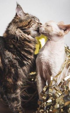 Speed Dating💬💌💟with CATS😸😸 cover