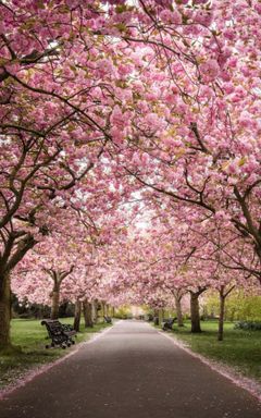 Greenwich Park - Cherry Blossom & Coffee walk cover