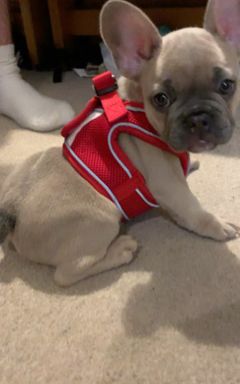 Puppy play day/walk cover