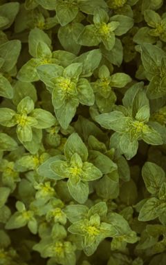 Oregano harvest cover