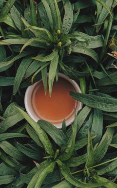 Tea ceremony in Warsaw Park🌿 cover