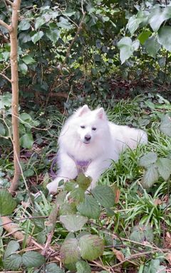 Group/pack dog walk in SW London cover