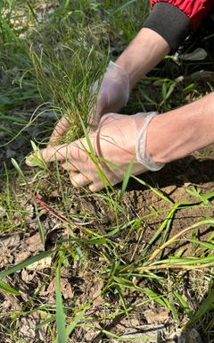 Tree Planting 🌲🌳🏕️ cover