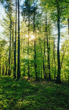 Nature walk at Kabaty Forest cover