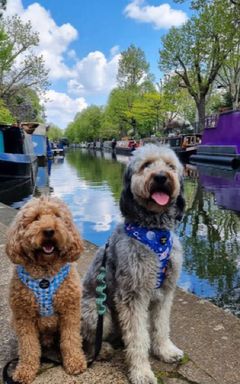 Little Venice Dog Walk cover