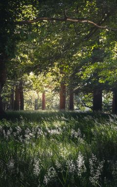 Picnic in Richmond park cover