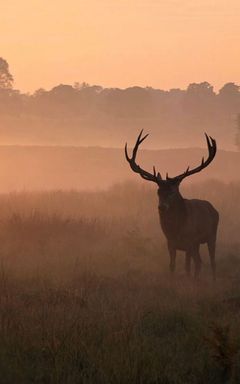 Meditation Hike in Richmond Park (with deers) cover