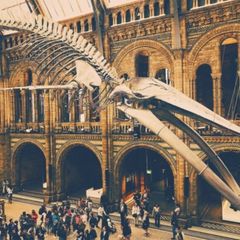 Visit the natural history museum! cover