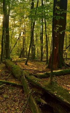 Hiking in Kampinos National Park cover