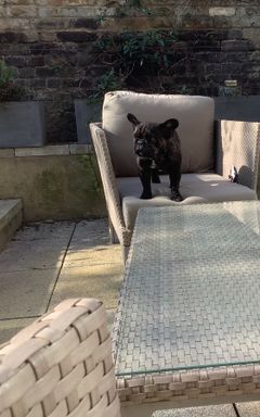 Let’s take our puppies on a walk cover