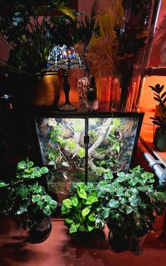 Terrarium Workshop at Repot Hackney Wick cover