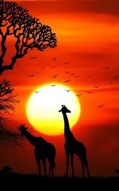 African Diaspora Network