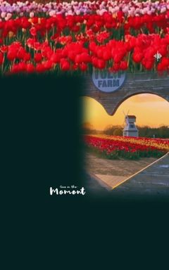 Tulip Dreams: A Springtime Photoshoot cover