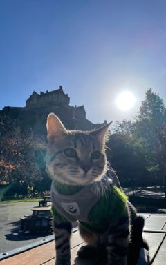 Let’s take our cats on a park date/walk cover