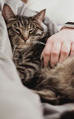 Кошачьи родители😌 cover