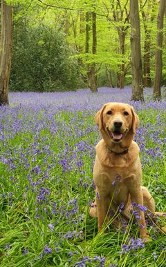 Weekend Dog walk cover