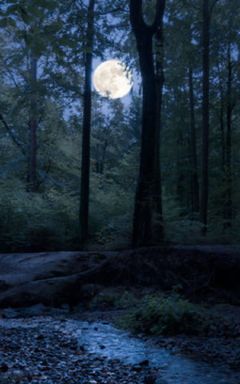 ✨Forest Virgo New Moon Woman Circle cover