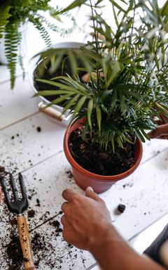 Repotting your plants! 🪴 cover