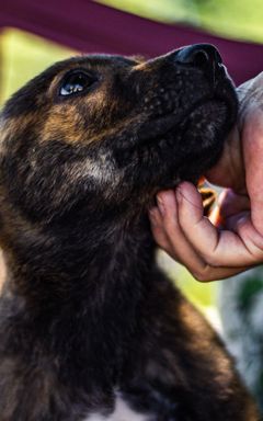 Animal Shelter visit cover