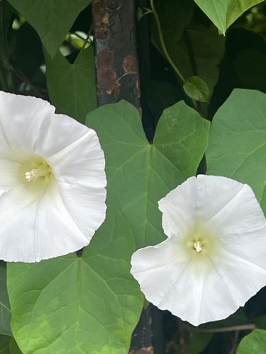 7 image in gallery
