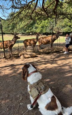 Join me, Bedford park dog walks