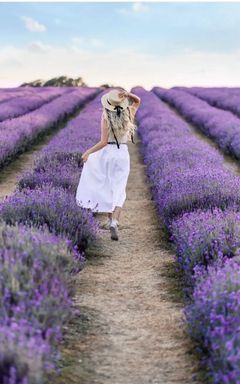 Mayfield Lavender Farm - Content Creation &Visit cover