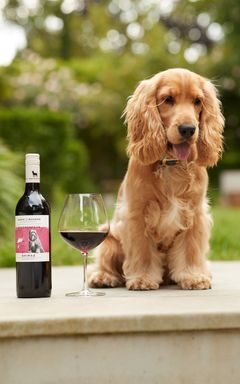 Dog picnic in the park🍷🐩 cover