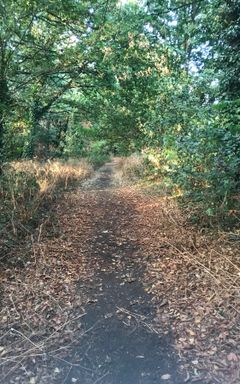 Wimbledon Common walking spiritual social cover