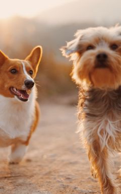 Pawesome walk