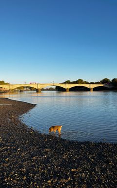 London dog walk! cover