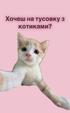 NETWORKING&CATS cover