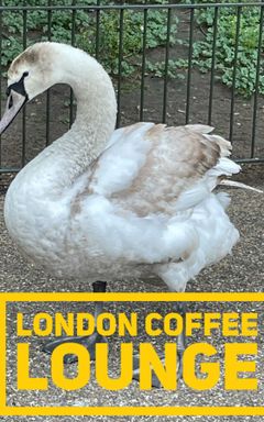 Coffee in the park this Saturday! cover