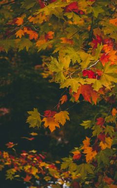 WALKING IN THE AUTumn PARK OR FOREST cover