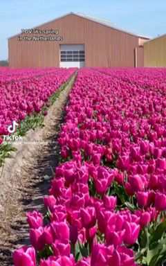 Netherlands Cycling Adventure🌷 cover