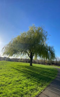 Sit , Walk and Talk in Burham Park cover