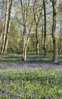 E11 Locals(Wanstead, Snaresbrook, and Leytonstone)